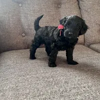 Alan, a male Aussiedoodle and Poodle - Toy  for sale in Utica, OH – 6 of 7