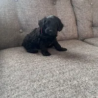 Alan, a male Aussiedoodle and Poodle - Toy  for sale in Utica, OH – 5 of 7