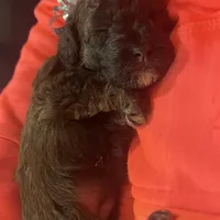 Eileen, a female Aussiedoodle and Poodle - Toy  for sale in Utica, OH – 6 of 6