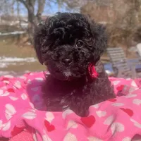 Eileen, a female Aussiedoodle and Poodle - Toy  for sale in Utica, OH – 1 of 6
