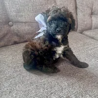 Eileen, a female Aussiedoodle and Poodle - Toy  for sale in Utica, OH – 4 of 6