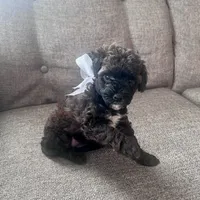 Eileen, a female Aussiedoodle and Poodle - Toy  for sale in Utica, OH – 5 of 6
