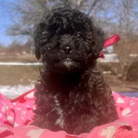 Eileen, a female Aussiedoodle and Poodle - Toy  for sale in Utica, OH – 2 of 6