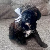 Eileen, a female Aussiedoodle and Poodle - Toy  for sale in Utica, OH – 3 of 6