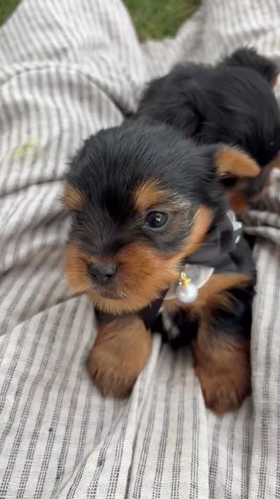 lexi, a female Yorkshire Terrier for sale in Utica, OH – 5 of 5