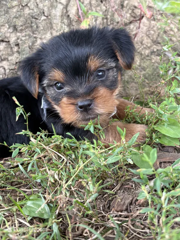 Zoey – Yorkshire Terrier puppy for sale in Utica, OH