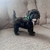 Gabriel, a male Aussiedoodle and Poodle - Toy  for sale in Utica, OH – 4 of 6