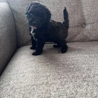 Gabriel, a male Aussiedoodle and Poodle - Toy  for sale in Utica, OH – 5 of 6