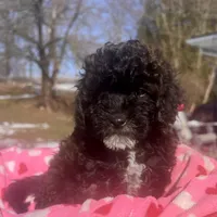 Gabriel, a male Aussiedoodle and Poodle - Toy  for sale in Utica, OH – 1 of 6
