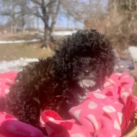 Gabriel, a male Aussiedoodle and Poodle - Toy  for sale in Utica, OH – 6 of 6