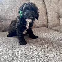 Gabriel, a male Aussiedoodle and Poodle - Toy  for sale in Utica, OH – 3 of 6