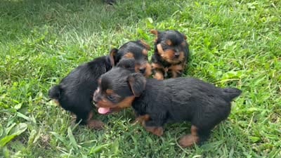 Millie, a female Yorkshire Terrier for sale in Utica, OH – 5 of 5
