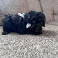 Michael, a male Aussiedoodle and Poodle - Toy  for sale in Utica, OH – 6 of 7