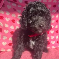 Michael, a male Aussiedoodle and Poodle - Toy  for sale in Utica, OH – 3 of 7