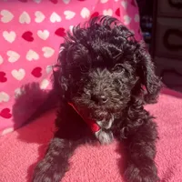 Michael, a male Aussiedoodle and Poodle - Toy  for sale in Utica, OH – 1 of 7