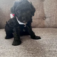 Michael, a male Aussiedoodle and Poodle - Toy  for sale in Utica, OH – 4 of 7