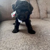 Michael, a male Aussiedoodle and Poodle - Toy  for sale in Utica, OH – 5 of 7