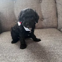 Michael, a male Aussiedoodle and Poodle - Toy  for sale in Utica, OH – 7 of 7