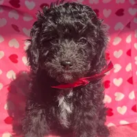 Michael, a male Aussiedoodle and Poodle - Toy  for sale in Utica, OH – 2 of 7