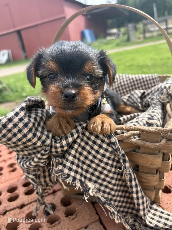 Millie – Yorkshire Terrier puppy for sale in Utica, OH