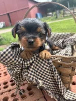 Millie, a female Yorkshire Terrier for sale in Utica, OH – 1 of 5