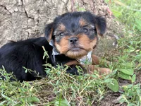 Zoey, a female Yorkshire Terrier for sale in Utica, OH – 3 of 6