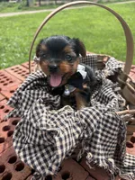 Millie, a female Yorkshire Terrier for sale in Utica, OH – 3 of 5