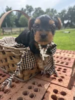 Tina, a female Yorkshire Terrier for sale in Utica, OH – 2 of 5