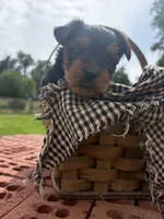 Tina, a female Yorkshire Terrier for sale in Utica, OH – 4 of 5