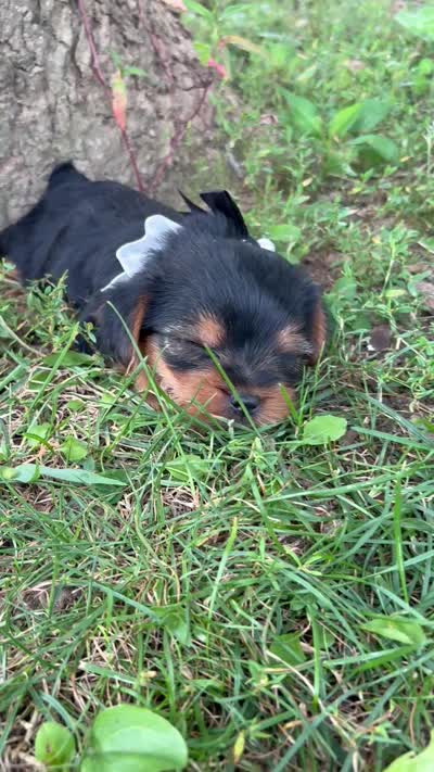 Zoey, a female Yorkshire Terrier for sale in Utica, OH – 5 of 6