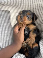 Millie, a female Yorkshire Terrier for sale in Utica, OH – 4 of 5