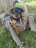 lexi, a female Yorkshire Terrier for sale in Utica, OH – 4 of 5