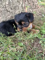 Zoey, a female Yorkshire Terrier for sale in Utica, OH – 4 of 6