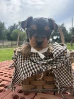 Tina, a female Yorkshire Terrier for sale in Utica, OH – 3 of 5