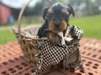 Tina, a female Yorkshire Terrier for sale in Utica, OH – 1 of 5