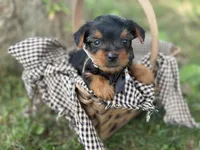 lexi, a female Yorkshire Terrier for sale in Utica, OH – 3 of 5