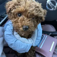 Serena, a female Poodle - Toy  for sale in Utica, OH – 4 of 6