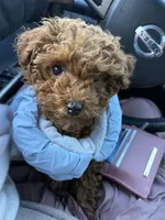 Serena, a female Poodle - Toy  for sale in Utica, OH – Photo 4 of 6