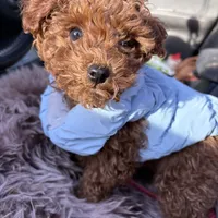 Serena, a female Poodle - Toy  for sale in Utica, OH – 2 of 6