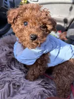 Serena, a female Poodle - Toy  for sale in Utica, OH – Photo 2 of 6