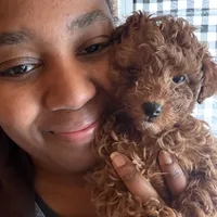 Serena, a female Poodle - Toy  for sale in Utica, OH – 6 of 6