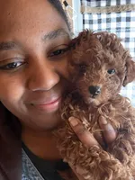 Serena, a female Poodle - Toy  for sale in Utica, OH – Photo 6 of 6