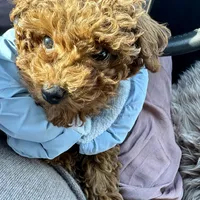 Serena, a female Poodle - Toy  for sale in Utica, OH – 1 of 6