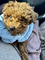 Serena, a female Poodle - Toy  for sale in Utica, OH – Photo 1 of 6