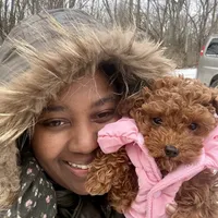 Serena, a female Poodle - Toy  for sale in Utica, OH – 5 of 6