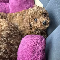 Serena, a female Poodle - Toy  for sale in Utica, OH – 3 of 6