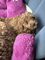 Serena, a female Poodle - Toy  for sale in Utica, OH – Photo 3 of 6