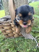 Zoey, a female Yorkshire Terrier for sale in Utica, OH – 6 of 6