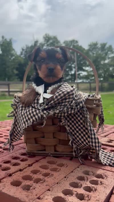Tina, a female Yorkshire Terrier for sale in Utica, OH – 5 of 5