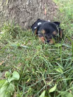 Zoey, a female Yorkshire Terrier for sale in Utica, OH – 2 of 6
